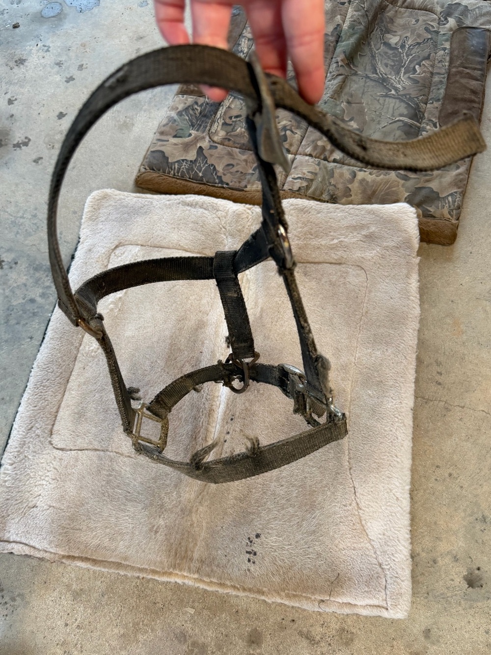 Horse Halter